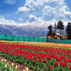 patnitop