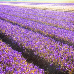 saffron 3