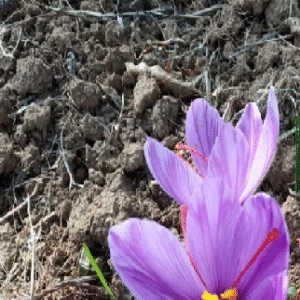saffron2